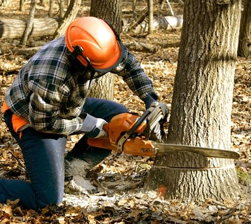 Tree Removal in Worley, ID